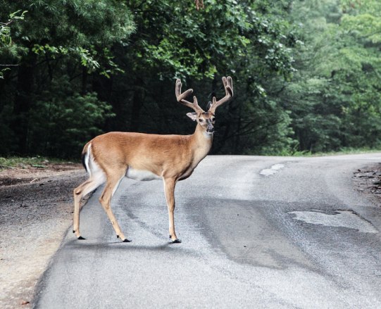 shutterstock_18563587