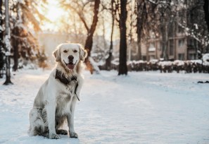 shutterstock_400893694