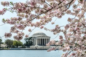 Cherry Blossoms -DC