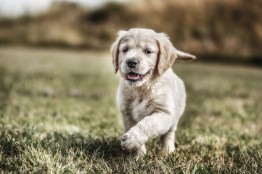 Golden Retriever Puppy