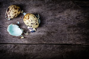 Egg Shells with Blue accent inside
