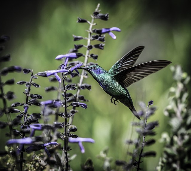 shutterstock_315863123