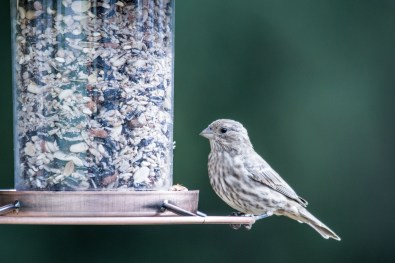 shutterstock_479047948