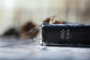shutterstock_256401856