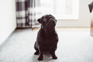 shutterstock_433271371