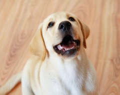 shutterstock_149488397